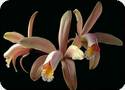 Cattleya forbesii